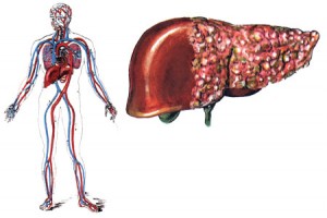 transaminasi gpt basse: fegato, tiroide e vitamine